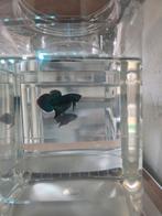 Betta allien man (mahachaiensis), Dieren en Toebehoren, Vissen | Aquariumvissen, Vis