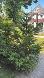 Leylandcipres 8 stuks, Tuin en Terras, Planten | Bomen, Ophalen, Volle zon, Overige soorten