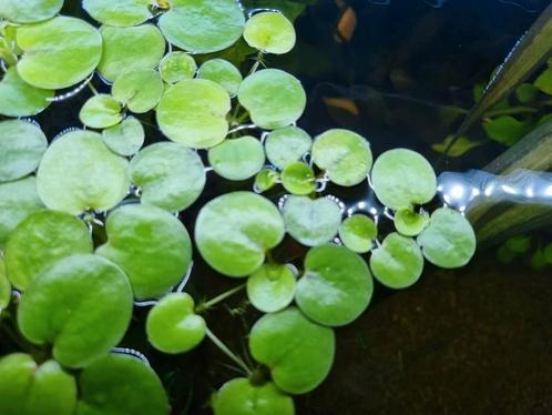 Kikkerbeet drijfplanten aquarium en vijver, Dieren en Toebehoren, Vissen | Aquaria en Toebehoren, Zo goed als nieuw, Plant(en), Steen of Hout
