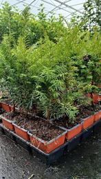 AANBIEDING!! Taxus 20/30 voor maar €2,95-, Ophalen of Verzenden, Taxus, Haag, Minder dan 100 cm