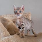 Bengaal kittens 1poes1kater mogen verhuizen, Meerdere dieren, Ontwormd, 0 tot 2 jaar