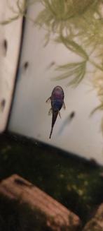 Bristlenose pleco jongen., Dieren en Toebehoren, Vis, Zoetwatervis