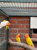 diverse koppels en jonge vogels, Dieren en Toebehoren, Meerdere dieren, Parkiet