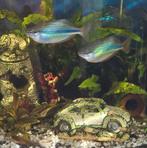 Melanotaenia herbertaxelrodi Regenboogvis, Dieren en Toebehoren, Vis, Zoetwatervis