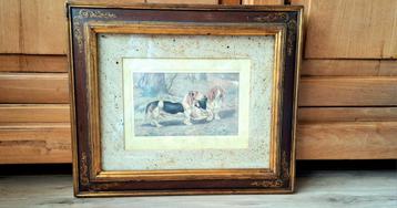 Basset Artésien Norman d'Artois - Franse Basset 44x38 cm beschikbaar voor biedingen