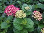 mooie Hortensia’s in pot, rose, paars en wit, Tuin en Terras, Planten | Tuinplanten, Vaste plant, Halfschaduw, Zomer, Ophalen