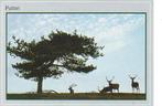 Ansichtkaart 	Putten	Edelherten 	bij boom, Verzenden, 1980 tot heden, Gelopen, Gelderland