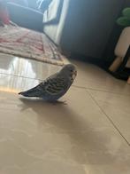 Parkiet, Dieren en Toebehoren, Mannelijk, Parkiet