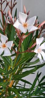 Nerium oleander Regis Faure licht zalmkleurig, Ophalen of Verzenden, Zomer, Overige soorten, Volle zon