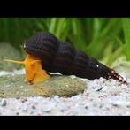 2x Oranje Rabbit snail, Slak of Weekdier, Zoetwatervis
