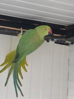 Halsbandparkiet, Meerdere dieren, Parkiet