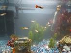 Superfish aquarium start 30 inclusief guppies, Dieren en Toebehoren, Vissen | Aquaria en Toebehoren, Ophalen, Zo goed als nieuw