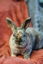 Prachtige koningsmantel ram, Mannelijk, Middelgroot, 0 tot 2 jaar