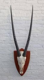 Grote SPIESBOK / ORYX op houten schild - ref. L (gewei), Ophalen of Verzenden, Gebruikt, Wild dier, Schedel
