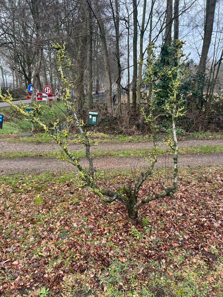 Decoratie takken, Ophalen