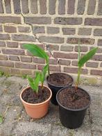 Te koop Canna planten, Tuin en Terras, Planten | Tuinplanten, Ophalen, Zomer, Overige soorten, Volle zon