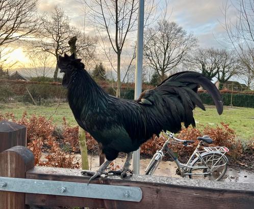 Ayam cemani broedeieren, Dieren en Toebehoren, Pluimvee, Kip, Meerdere dieren