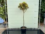 Magnolia Grandiflora - Little Gem - hoogte 200 cm, Tuin en Terras, In pot, Halfschaduw, 100 tot 250 cm, Zomer