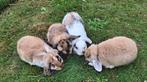 Nederlandse hangoordwerg, Meerdere dieren, Dwerg