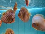 Discus Blue Turqouise, Symphysodon Discus, Vis, Zoetwatervis
