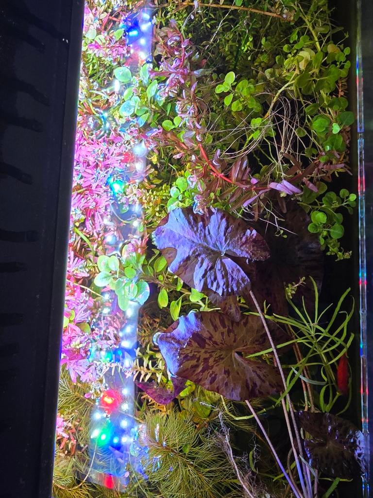 Verschillende planten voor in het aquarium., Ophalen of Verzenden, Overige soorten, Volle zon