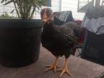 Jonge Kriel Barnevelder haan., Dieren en Toebehoren, Mannelijk, Kip