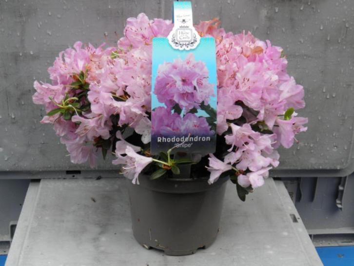 Kleinblijvende Rhododendrons, Tuin en Terras, Planten | Tuinplanten, Vaste plant, Overige soorten, Halfschaduw, Lente, Ophalen