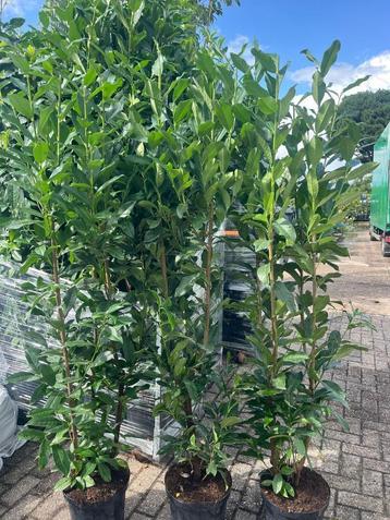 haag Laurier , NIEUW, smalblijvend  Prunus Genolia nu 23,50 beschikbaar voor biedingen
