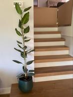 plant ficus elastica of rubberboom 110 cm, Ophalen, Ficus