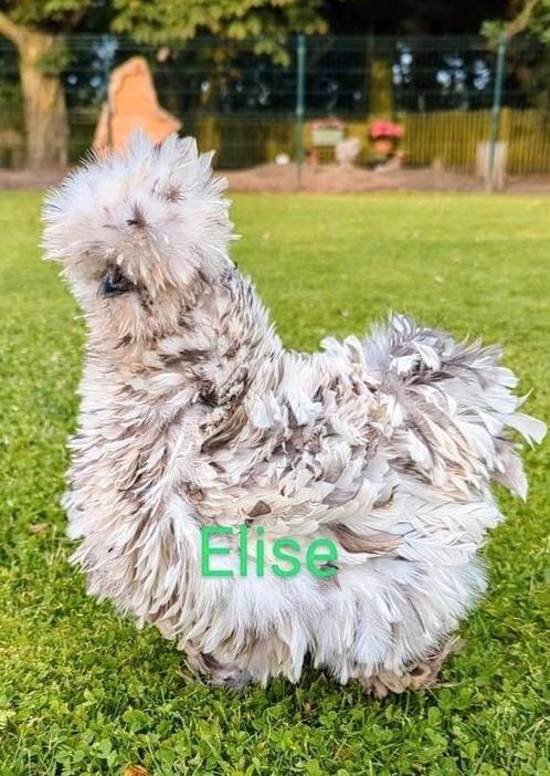 Broedeieren krulveer usa zijdehoen zijdehoenders frizzle, Dieren en Toebehoren, Pluimvee, Kip