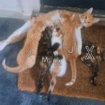 Te koop: kittens! Moederpoes is Noorse boskatEuropese korth, Dieren en Toebehoren, Katten en Kittens | Overige Katten, Meerdere dieren