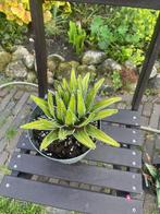 Agave Reginae 3 stuks, Huis en Inrichting, Overige soorten, Ophalen of Verzenden, Minder dan 100 cm, Bloeiende kamerplant