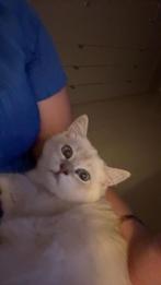 Birtse korthaar kitten €1000, Dieren en Toebehoren, Katten en Kittens | Overige Katten, Poes, Kortharig, 0 tot 2 jaar
