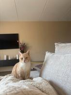 Oranje kat, Poes, 3 tot 5 jaar