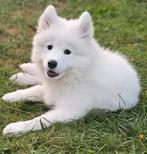 Lieve Samojeed puppy- speels, slim en aanhankelijk!, Dieren en Toebehoren, Honden | Poolhonden, Keeshonden en Oertypen, Particulier