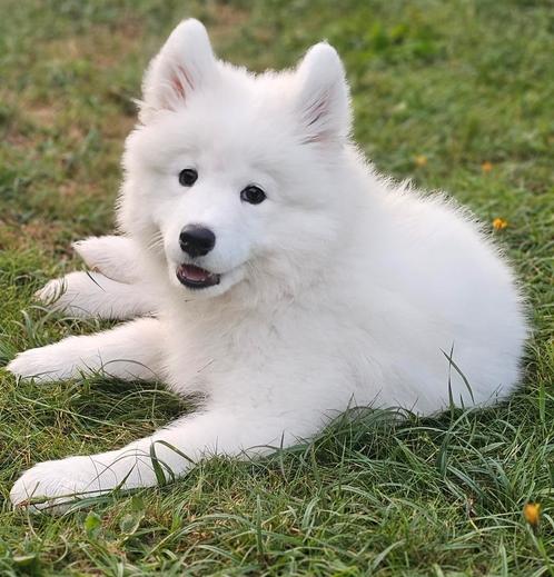 Lieve Samojeed puppy- speels, slim en aanhankelijk!, Dieren en Toebehoren, Honden | Poolhonden, Keeshonden en Oertypen, Teef, Poolhond