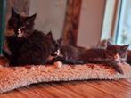 Prachtige Maine Coon XXL kittens, Dieren en Toebehoren, Meerdere dieren, Ontwormd