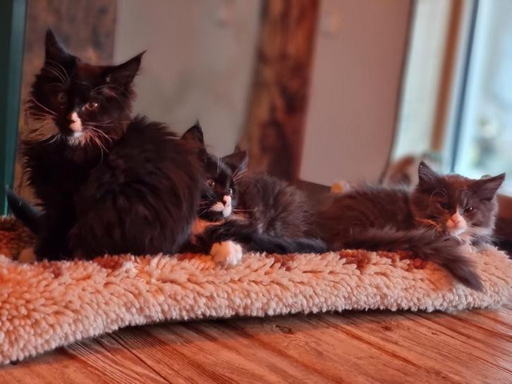 Prachtige Maine Coon XXL kittens, Dieren en Toebehoren, Katten en Kittens | Raskatten | Langhaar, Meerdere dieren, Ontwormd