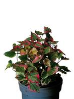 Houtinia Tuincentrum kwaliteit 2 ltr, Ophalen, Overige soorten, Volle zon