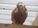 Sierduiven te koop | Mooie bonte hoogvliegers | Sier duif