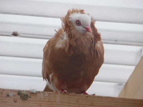 Sierduiven te koop | Mooie bonte hoogvliegers | Sier duif, Dieren en Toebehoren, Vogels | Duiven, Overige soorten, Meerdere dieren