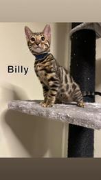 Bengaal kittens met stamboom, Dieren en Toebehoren, Katten en Kittens | Raskatten | Korthaar, Meerdere dieren, Met stamboom, 0 tot 2 jaar