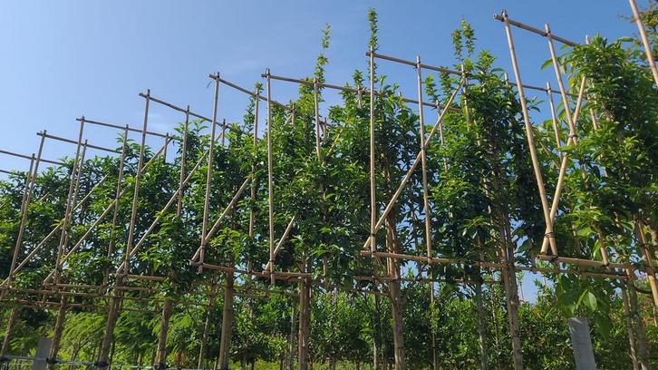 Groenblijvende portugese laurier leibomen in maten !, Tuin en Terras, Planten | Bomen, Leiboom, 100 tot 250 cm, Halfschaduw, Bloeit niet