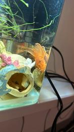 Koppel L144 ancistrus longfin rood, Dieren en Toebehoren, Ophalen, Zo goed als nieuw