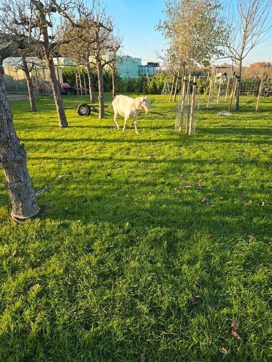 Dekbok van februari 2024, Dieren en Toebehoren, Schapen, Geiten en Varkens, Geit, Mannelijk