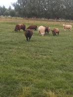 Zwoegervrije ooi lammeren dubbel ARR blauwe Texelaar, Dieren en Toebehoren, Schapen, Geiten en Varkens, Vrouwelijk, Schaap