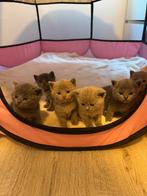 Brits Korthaar x Ragdoll Kittens – 2 Katers Beschikbaar, Dieren en Toebehoren, Katten en Kittens | Raskatten | Korthaar, Kater