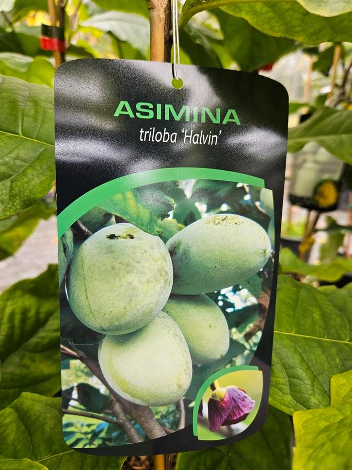 Asimina triloba ' Halvin ' / pawpaw / eetbare vruchten  ‼️, Tuin en Terras, Planten | Bomen, Bolboom, 400 cm of meer, Volle zon