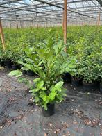 Rotunfolia Laurier actie!, Tuin en Terras, Planten | Bomen, Bloeit niet, Halfschaduw, Overige soorten, 100 tot 250 cm