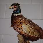 Opgezette Fazant Man Taxidermie oudje uit huisontruiming, Dieren en Toebehoren, Mannelijk, Tropenvogel